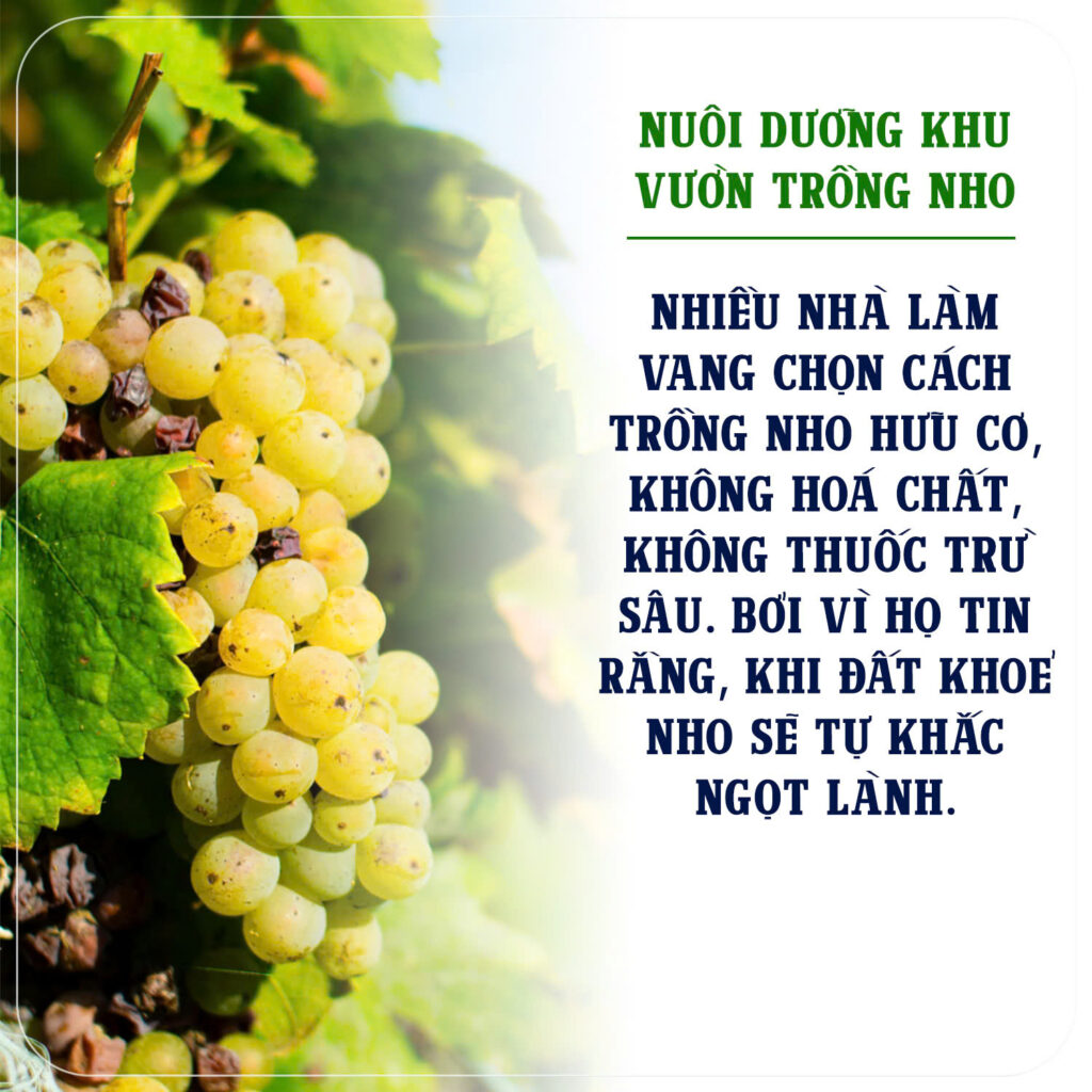 Nuôi dưỡng khu vườn trồng nho