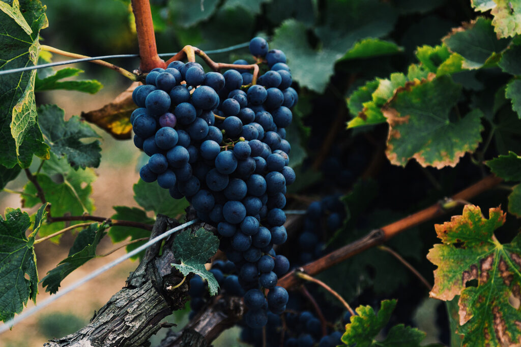 Giống nho Cabernet Sauvignon