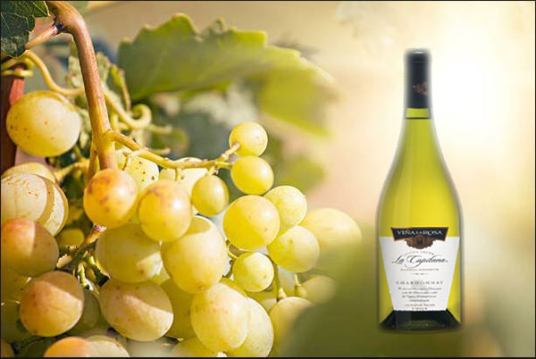 nho Chardonnay
