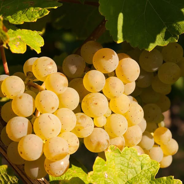 Giống nho Riesling