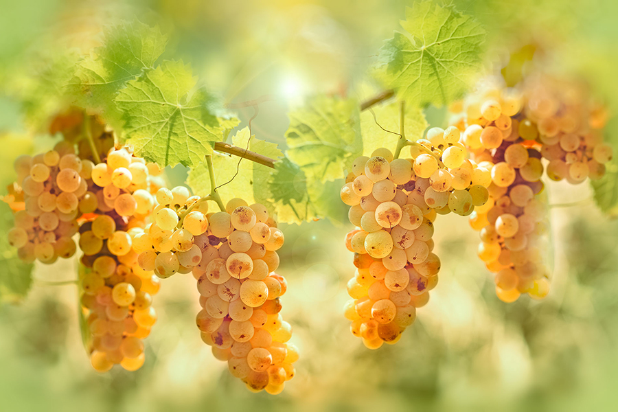 Hương vị của Riesling