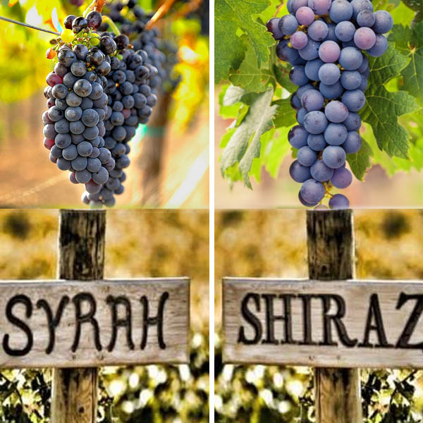 Syrah và Shiraz là cùng nguồn gốc từ một giống nho