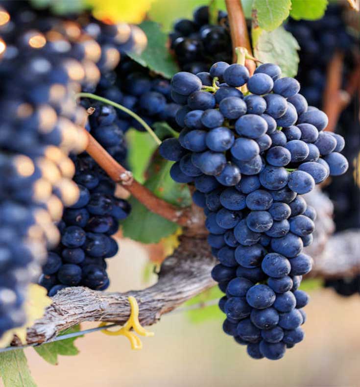 Giống nho Shiraz