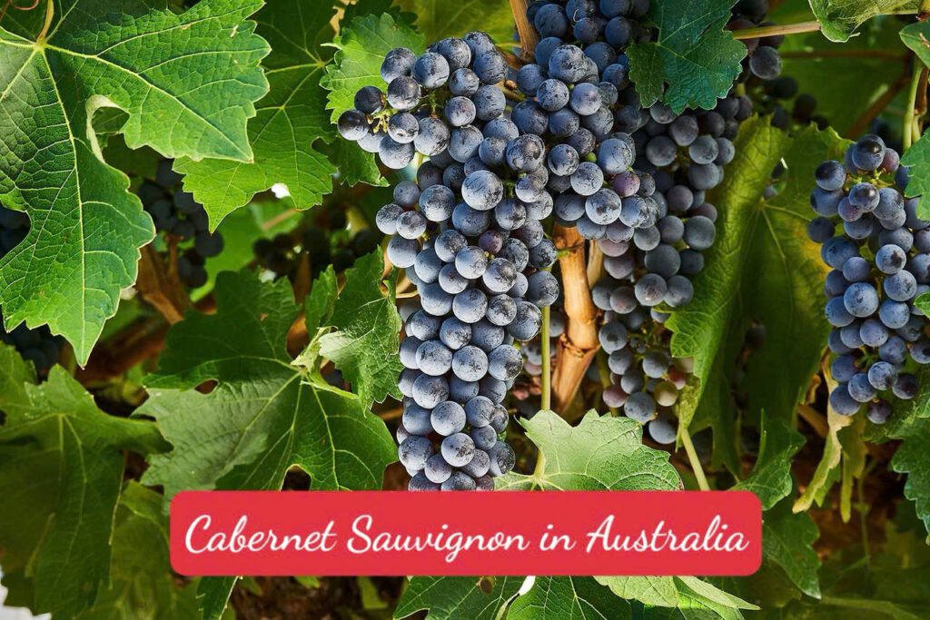 Giống nho Cabernet Sauvignon tại Úc