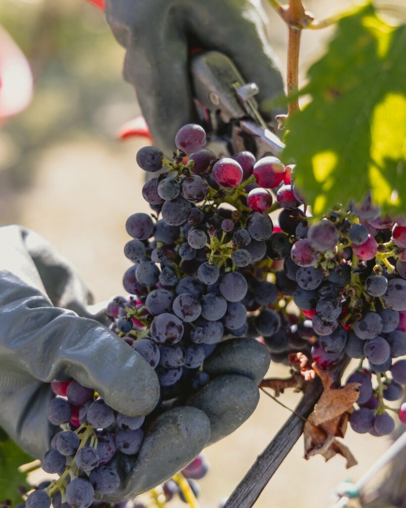 Thu hái nho làm rượu vang Ý Ludi