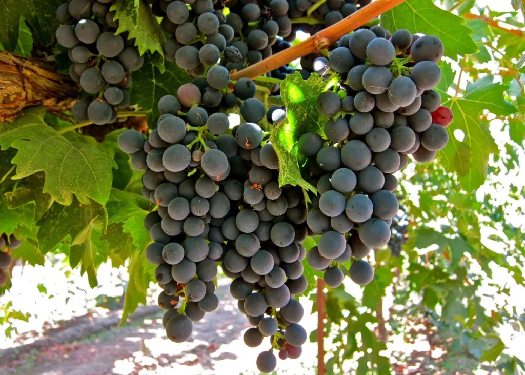 Giống nho Montepulciano