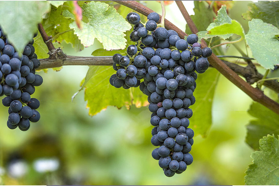 Giống nho Shiraz của Úc