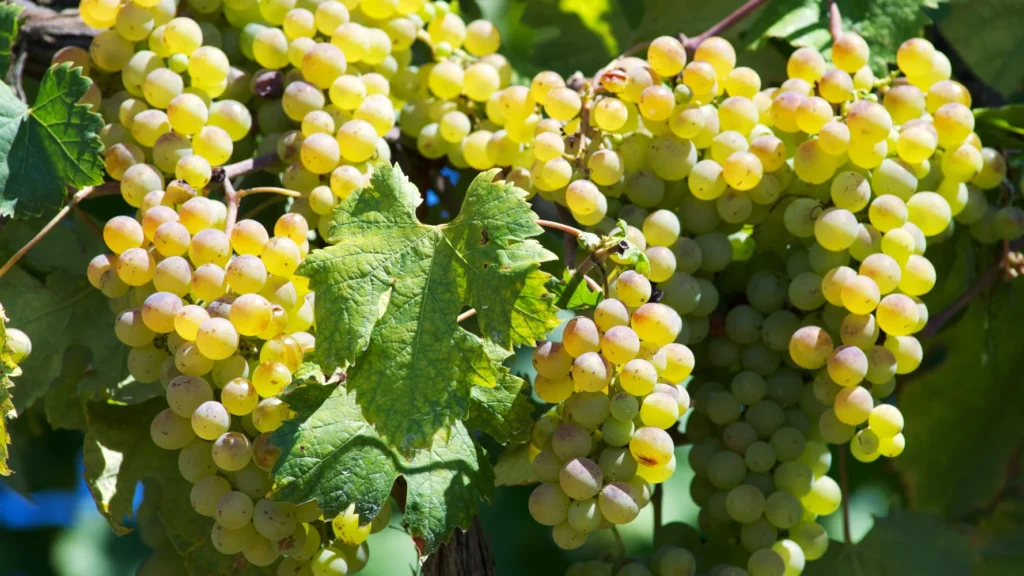 Costa Toscana làm từ giống nho Vermentino